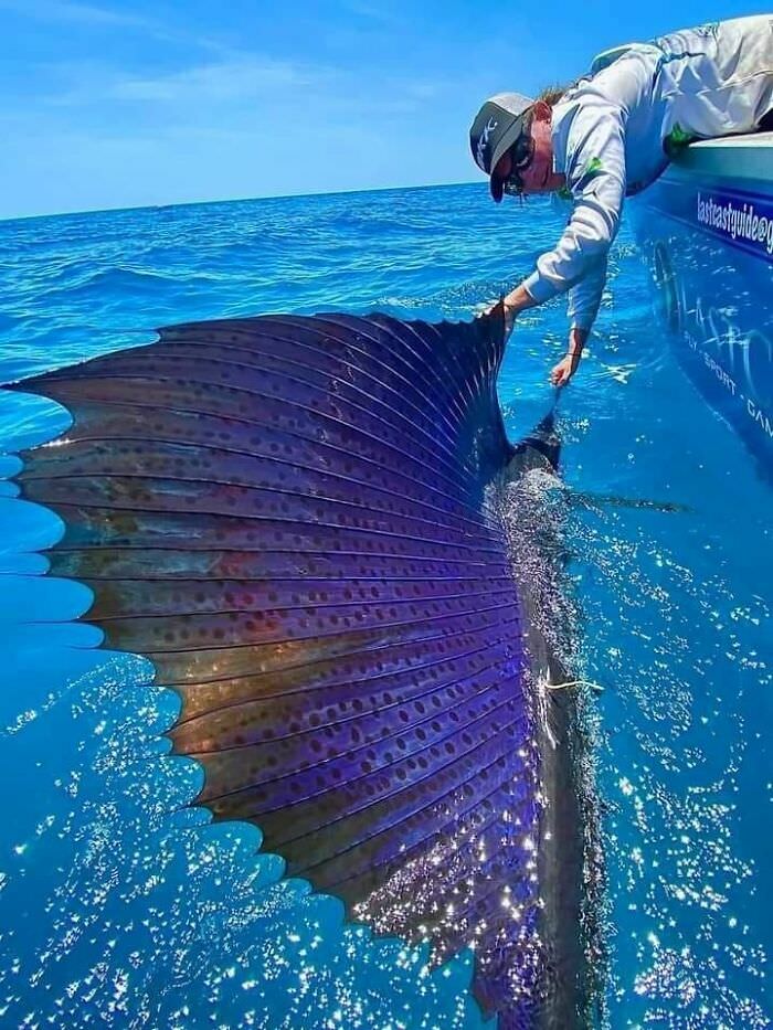 Queensland, Australia: Sailfish are considered the fastest fish in the sea, reaching top speeds of 70 miles per hour (112 km/h).