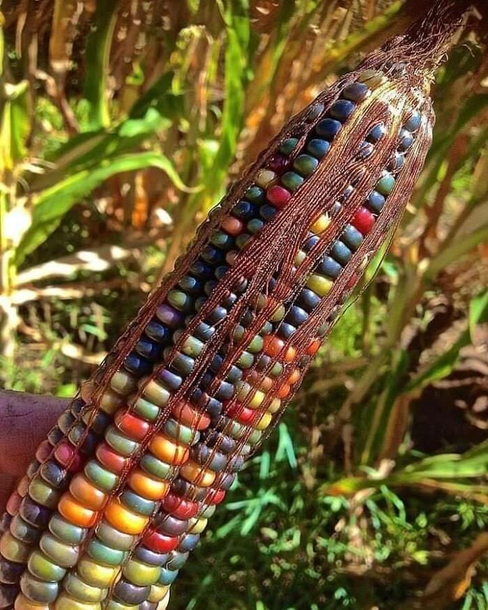 This is the most beautiful corn on the planet. It's a Native American variety called 'Glass Gem Corn,' and yes, it really does grow like that.