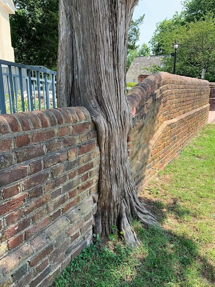 This tree decided to climb over the wall to explore the big wide world.