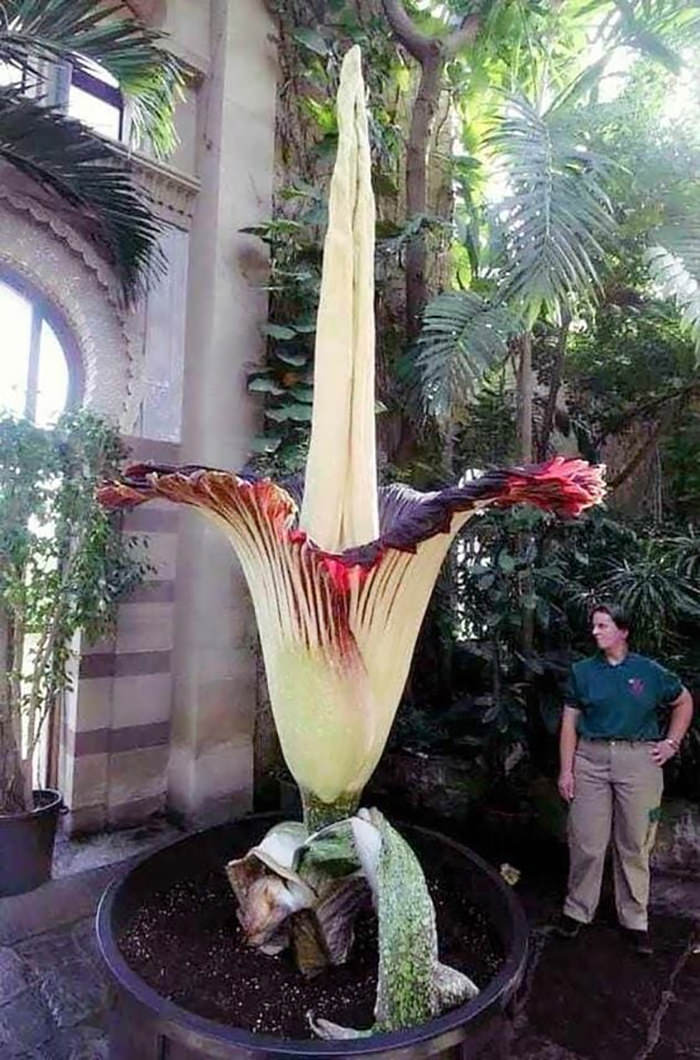 Amorphophallus titanium, one of the largest flowers in the world. It blooms once every 40 years, but only for 4 days!