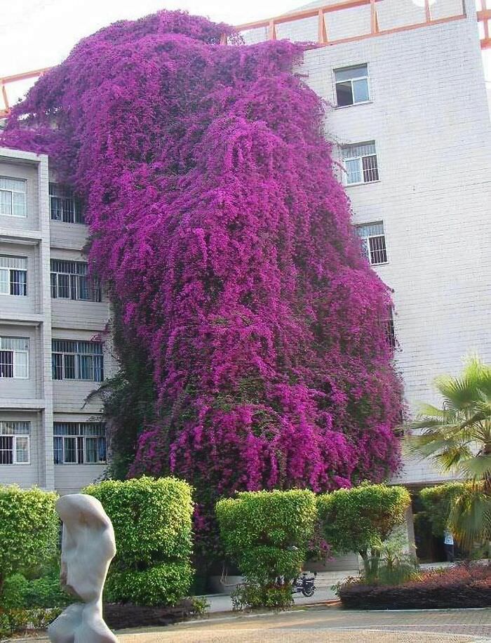 Enormous bougainvillea swallowing a building.