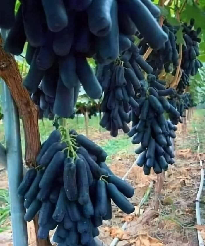 Black Sapphire grapes.