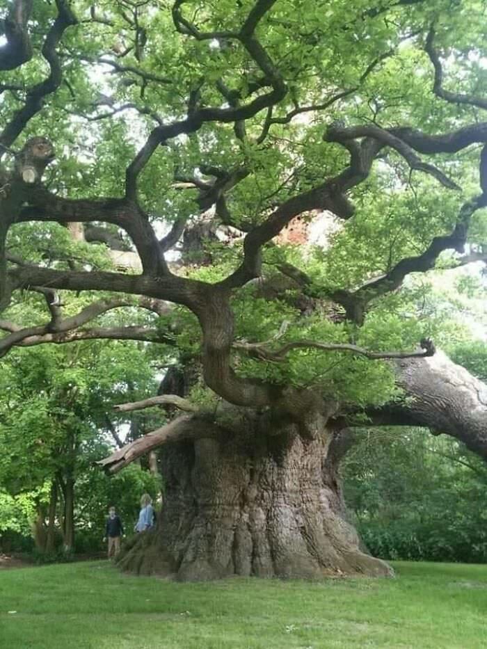 An 800-year-old oak tree called Majesty, or the Fredville Oak, located in Fredville Park, Nonington, Kent.