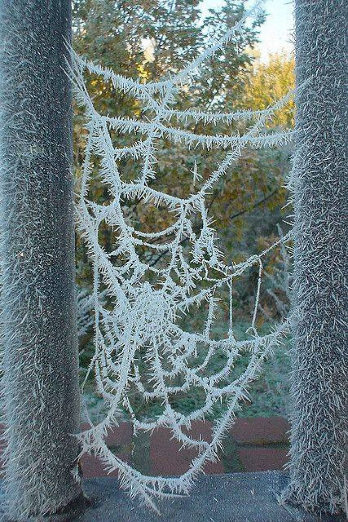 A frosted spiderweb.