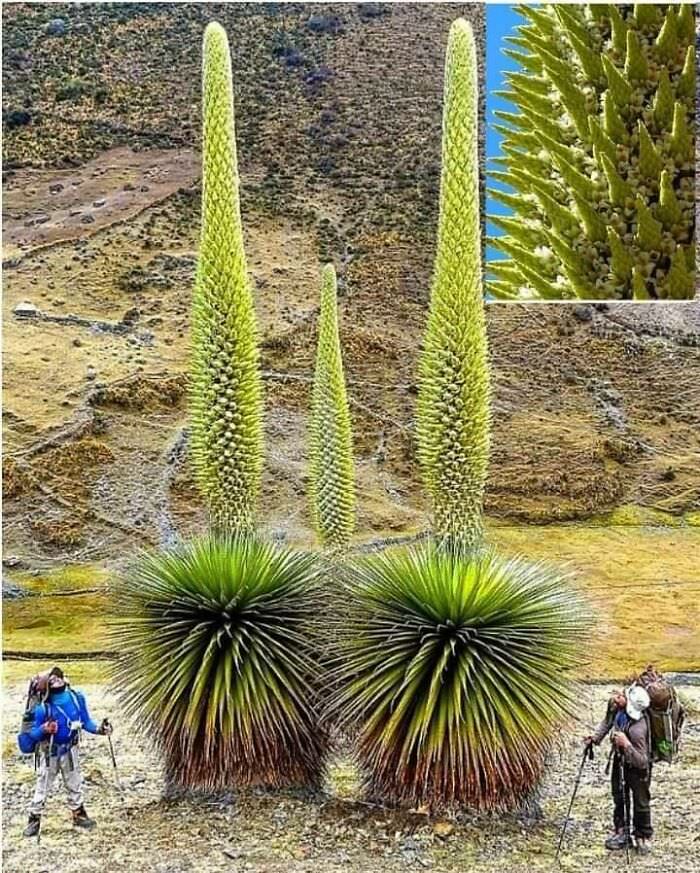 Puya Raimondii, Queen of the Andes, blooms once every 80 years. It is the largest species of bromeliad, reaching up to 15 m (50 ft) in height and carrying 20,000 flowers.