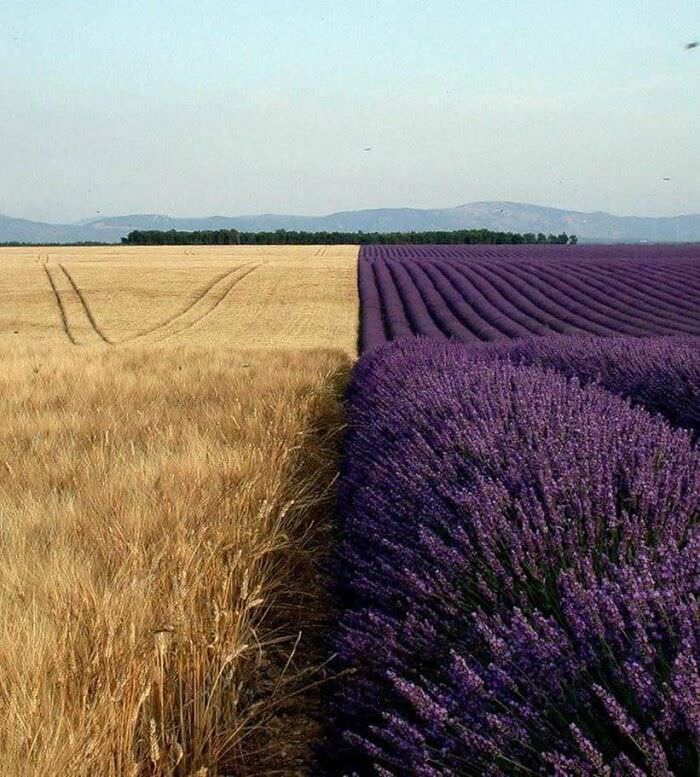 A wheat field next to a lavender field.