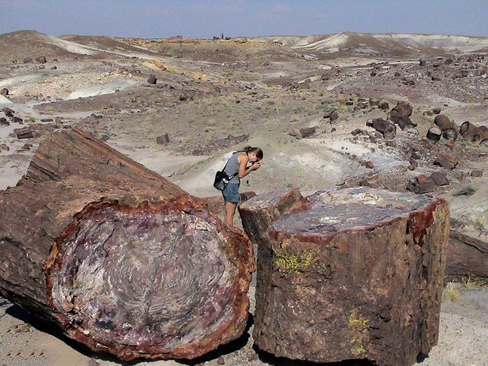 Petrified Forest National Park, Arizona. Calling it a forest gave us the wrong impression.