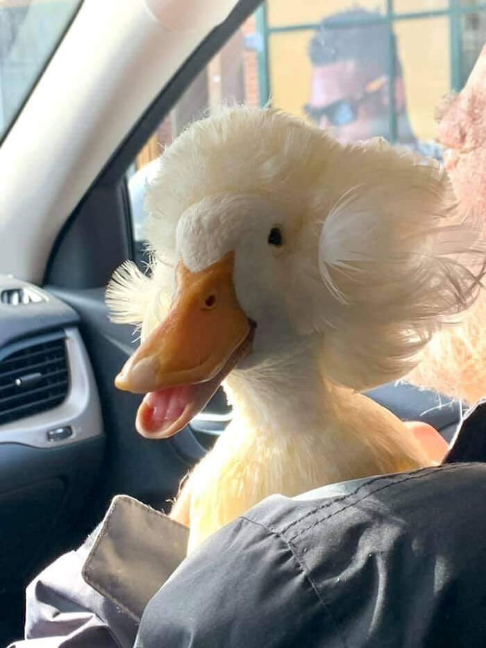 If you are having a bad day, just take a second to look at my silly crested duck, Gertrude, and she will put a smile on your face! Yes, that is her real hair.