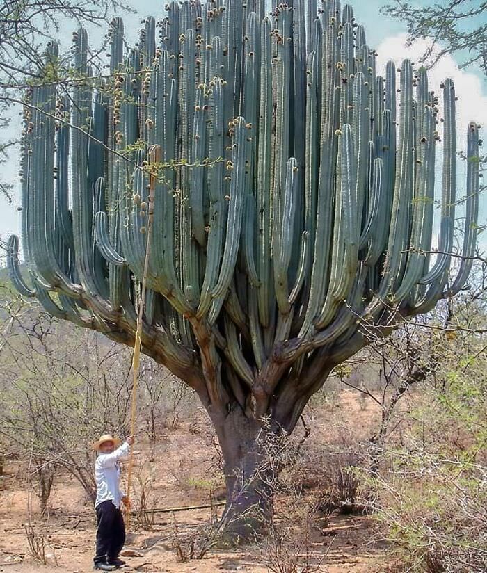 An amazing giant cactus in Oaxaca, Mexico.