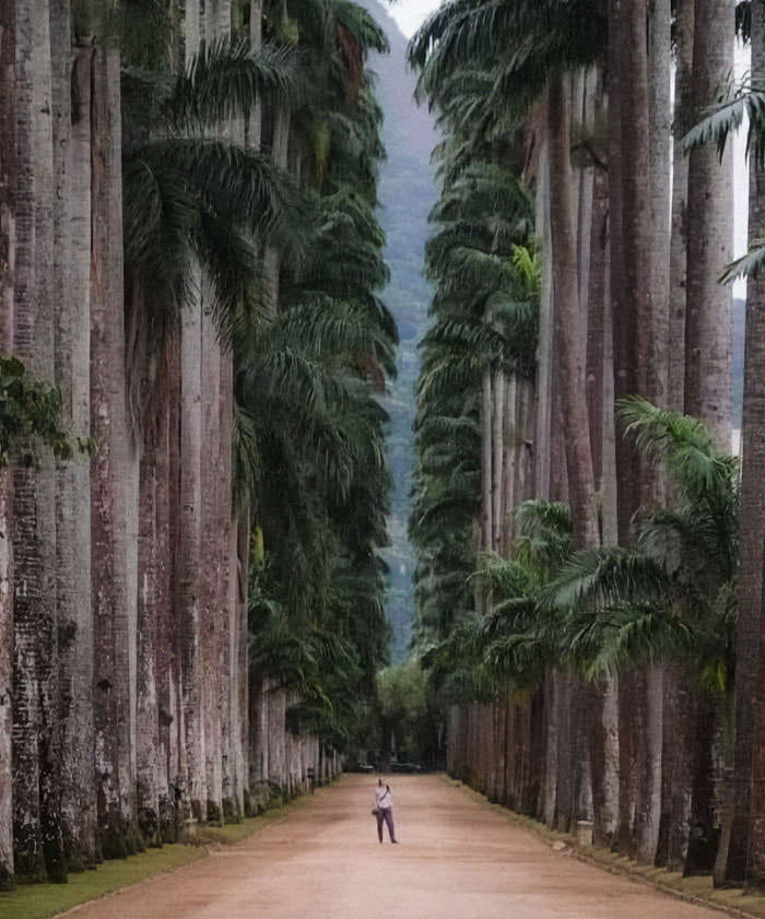 Rio de Janeiro Botanical Park in Brazil, founded in 1808, is considered one of the most important in the world.