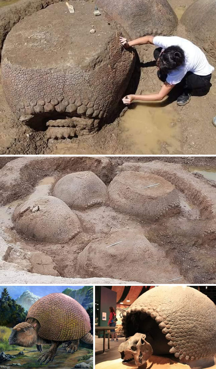 An Argentine farmer found a 20,000-year-old family of giant armadillos (Glyptodon) buried near a river. They were all facing the same direction, as if walking towards something. The largest armadillo was the size of a Volkswagen Beetle, and they are estimated to have weighed around 2 tons.
