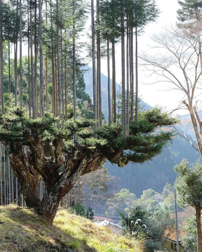 The Japanese have been practicing sustainable wood production for 700 years without cutting down trees.