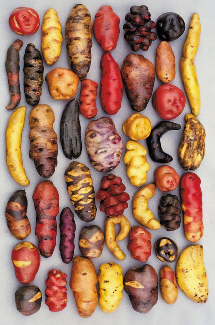 Different varieties of potatoes grown in Peru.