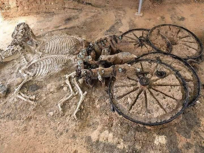 Skeletons of a 2,000-year-old Thracian chariot found in Karanovo, Bulgaria.