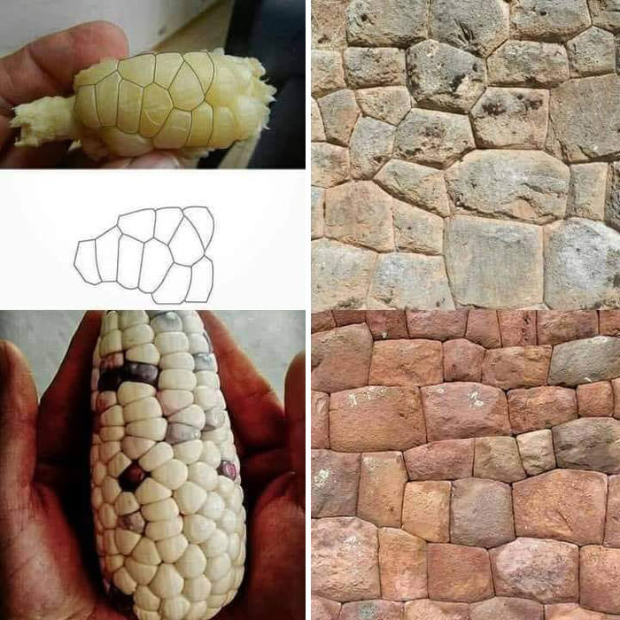 Inca and pre-Columbian architecture is directly related to the structure of corn kernels. In a universal thought, everything is a correlation between cosmos, science, art, and humanity. Fractal nature.