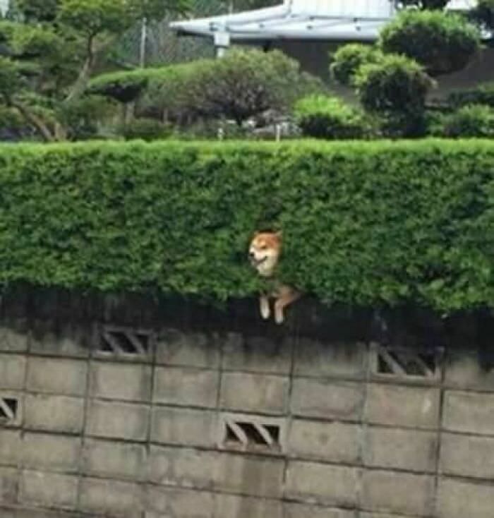 100 Funny Pictures of Animals Venturing into Unusual Places