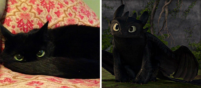 This cat looks like Toothless