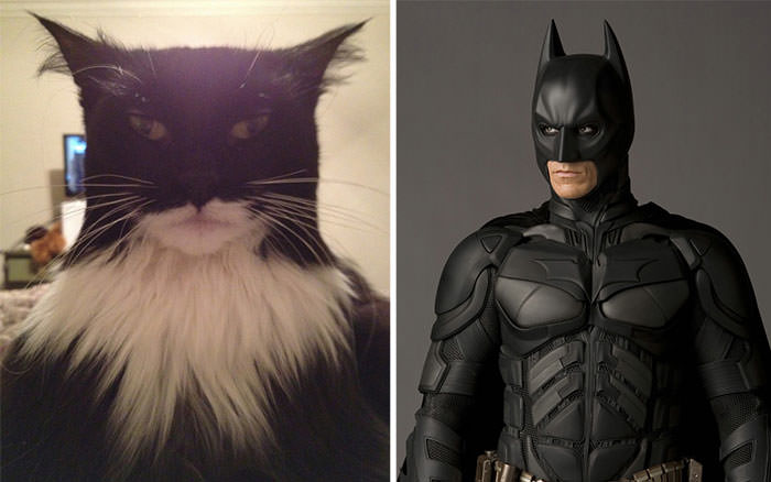 This cat looks like Batman