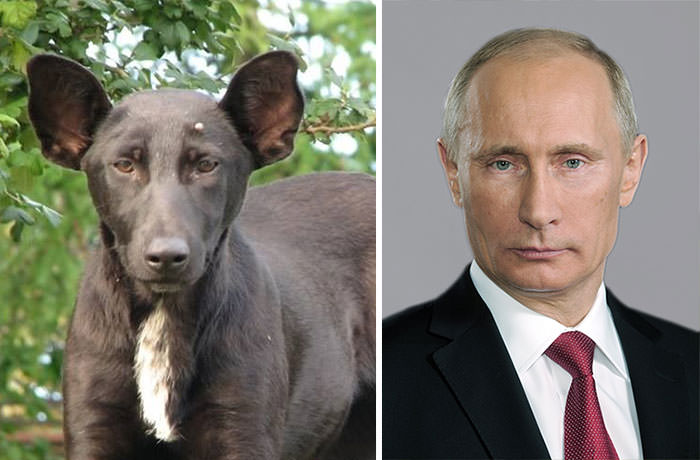 Dog resembles Putin.