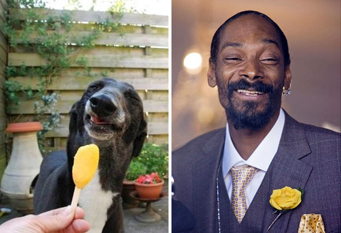 This dog looks like Snoop Dog.