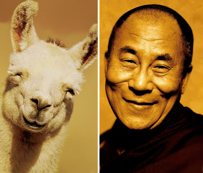 Happy llama resembles the happy Dalai Lama.