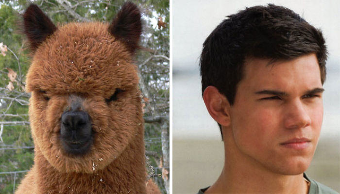 The alpaca looks like Taylor Lautner.