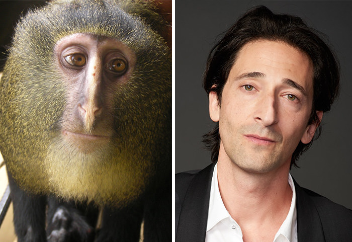 The Lesula monkey bears a resemblance to Adrien Brody.