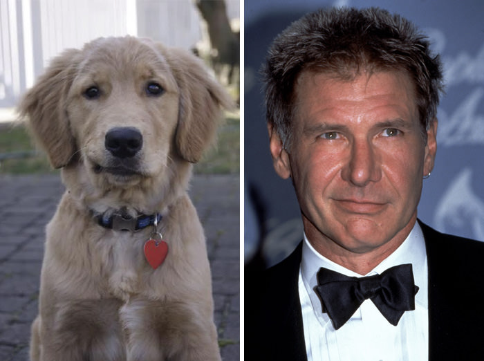 This dog looks like Harrison Ford.