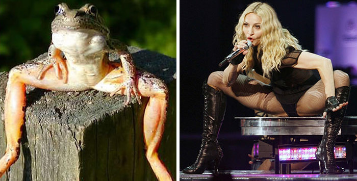 This frog resembles Madonna.