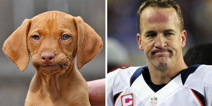 Sad dog reminds me of Peyton Manning.