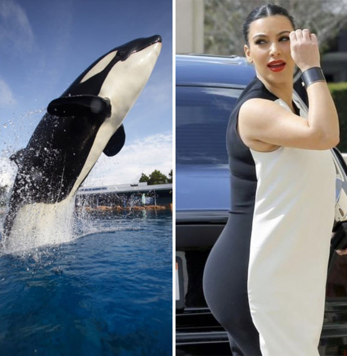The killer whale resembles Kim Kardashian.