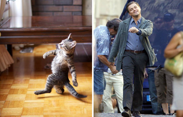 Strutting kitty looks like Leo.