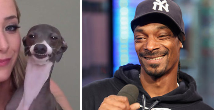 This dog reminds me of Snoop Dogg.