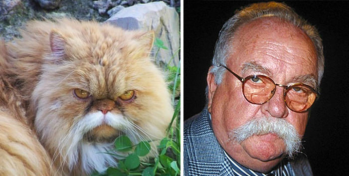 Mustache cat resembles Wilford Brimley.