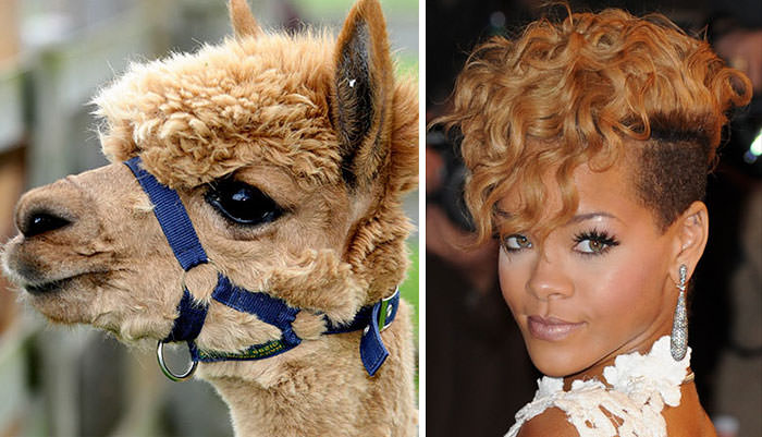 The alpaca bears a resemblance to Rihanna.