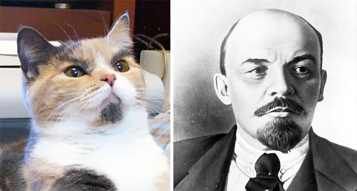 This cat looks like Lenin.