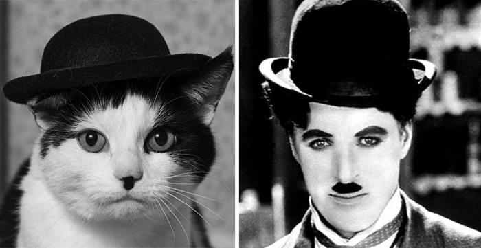 This cat looks like Charlie Chaplin.