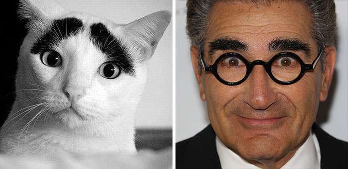This cat reminds me of Eugene Levy.