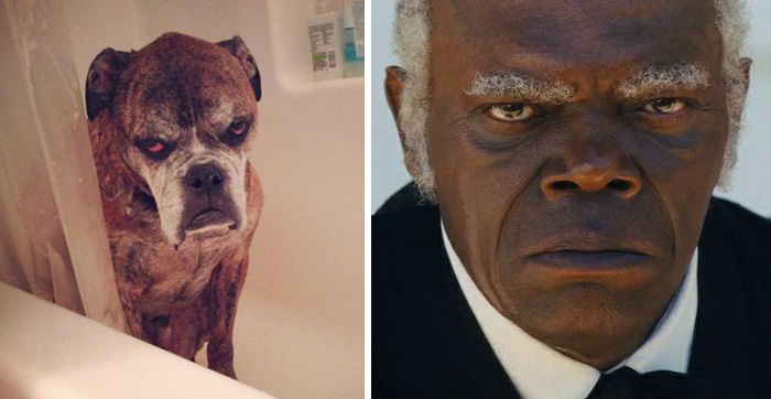 This dog bears a resemblance to Samuel L. Jackson.