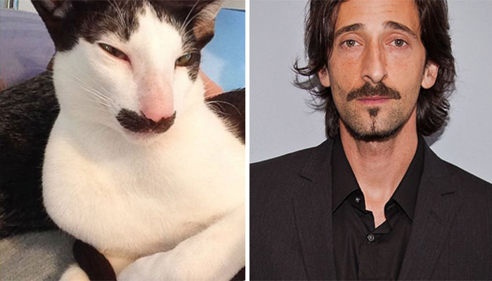 Stache the cat looks like Adrien Brody.