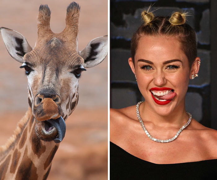 The giraffe resembles Miley Cyrus.