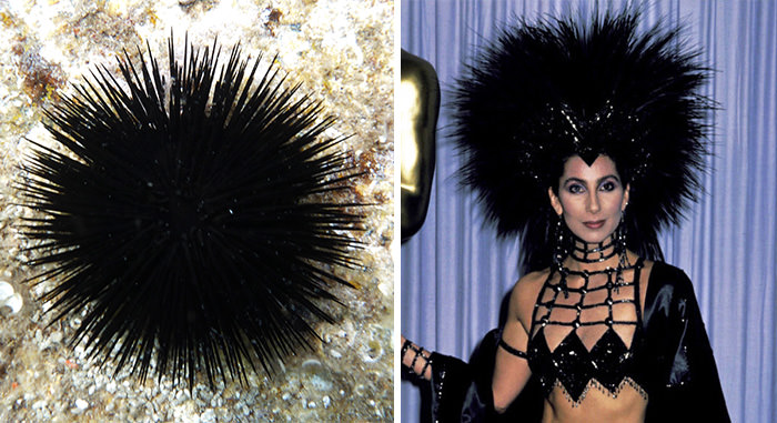 The sea urchin looks like Cher.