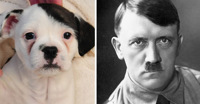 This puppy has a resemblance to Adolf Hitler.