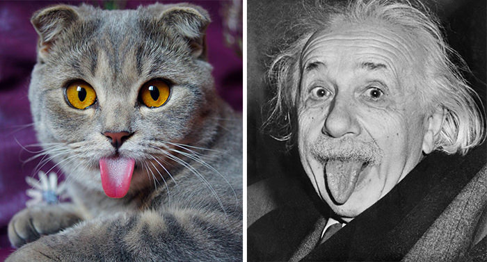 This cat looks like Einstein.