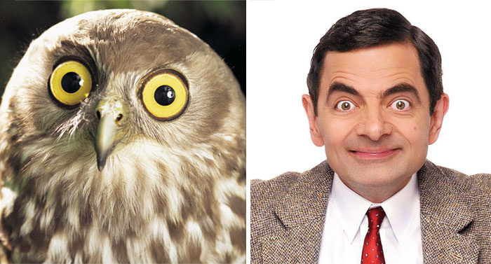 The owl looks like Rowan Atkinson.