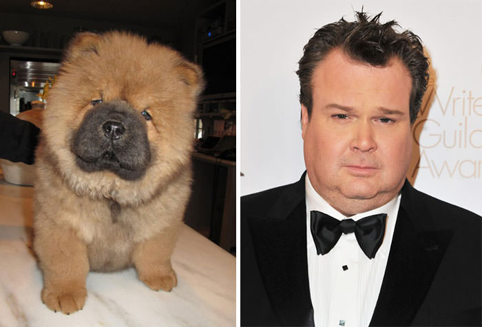 This Chow Chow puppy looks like Eric Stonestreet.