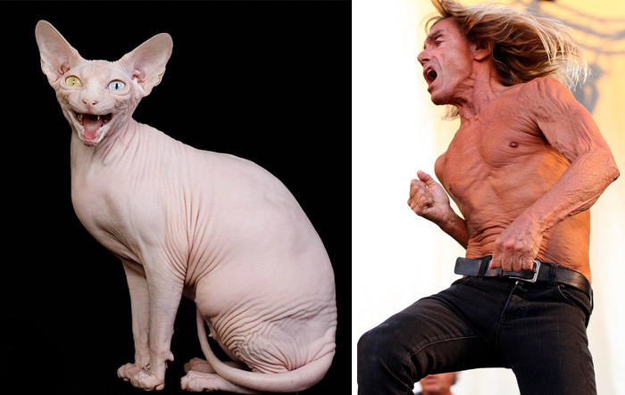 This hairless cat resembles Iggy Pop.