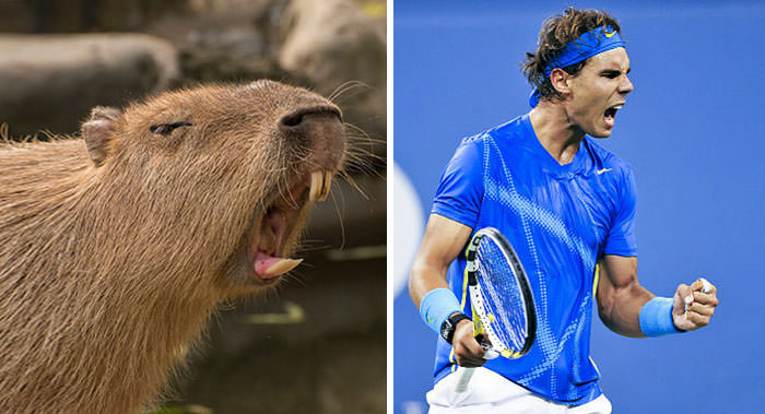 The Capybara bears a resemblance to Rafael Nadal.