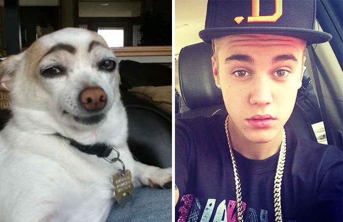 The dog with eyebrows resembles Justin Bieber.