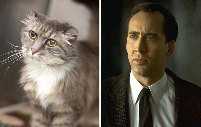The cat resembles Nicolas Cage.